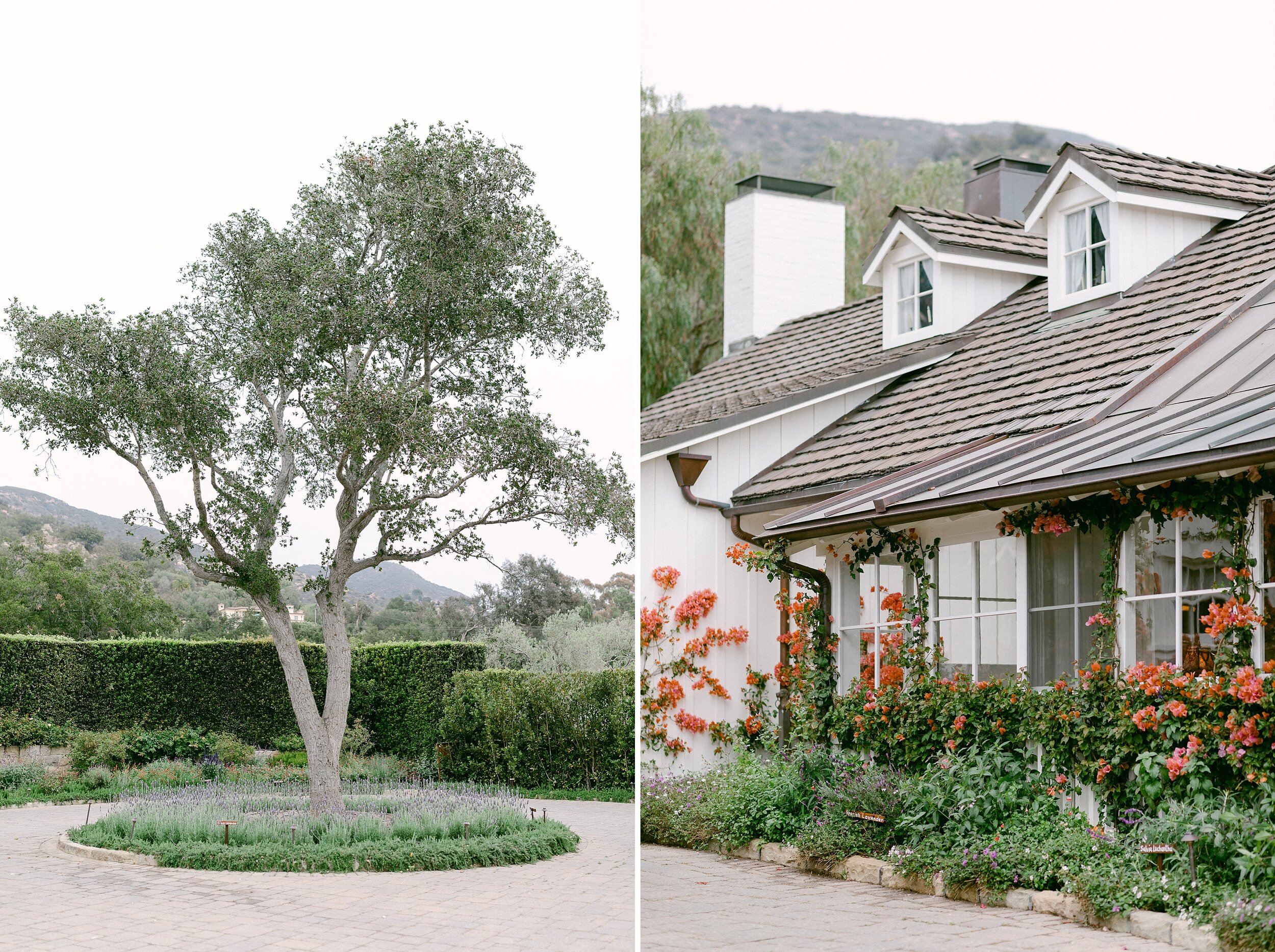 Image on the left shows a all olive tree in center of cobblestone driveway.  Image on the right shows a white building with dormer windows surrounded by bougainvillea.  This scenery sets the tone for a dreamy San Ysidro Ranch wedding