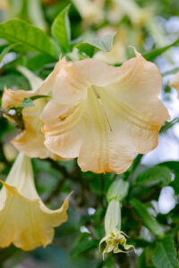 Close-up of a vibrant flower with delicate petals and a sturdy green stem against a blurred background.